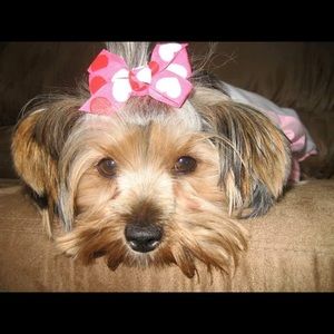 Meet your Posher, Sydni